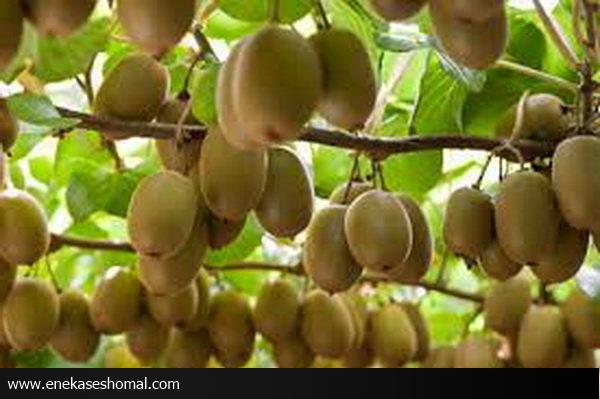 سیاست منع صادرات کیوی به تولیدات مازندران آسیب رساند